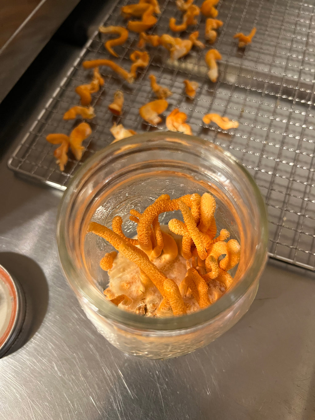 Cordyceps Tincture