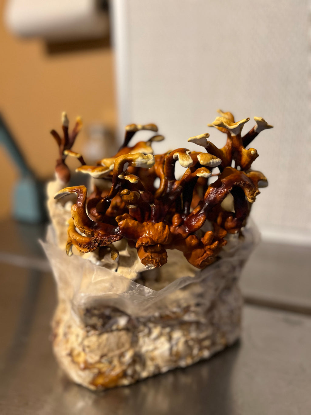 Reishi Tincture
